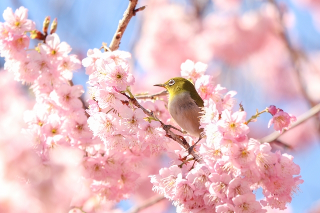 桜