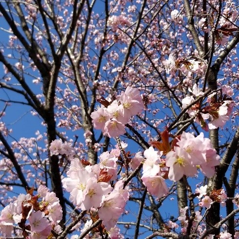 桜