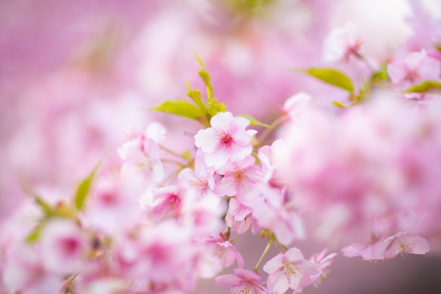 桜