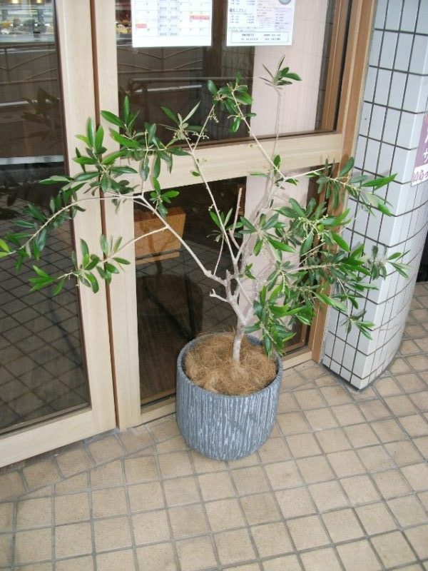 植物